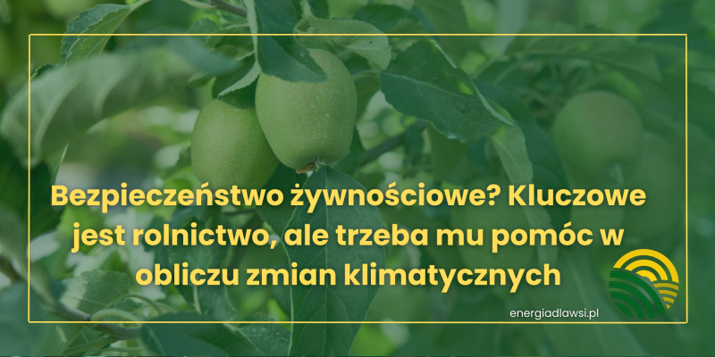 Bezpieczeństwo żywnościowe? Kluczowe jest rolnictwo, ale trzeba mu pomóc w obliczu zmian klimatycznych