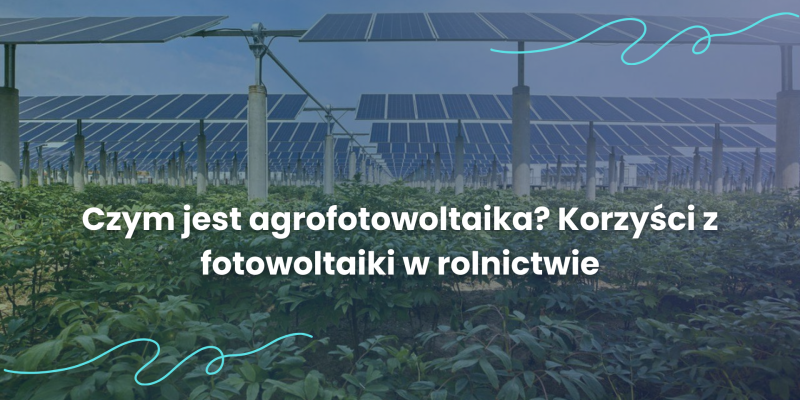 Czym jest agrofotowoltaika? Korzyści z fotowoltaiki w rolnictwie