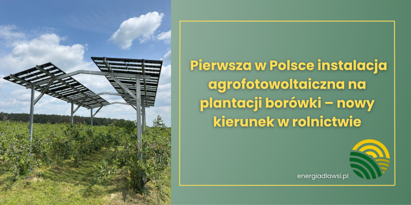 Pierwsza w Polsce instalacja agrofotowoltaiczna na plantacji borówki – nowy kierunek w rolnictwie