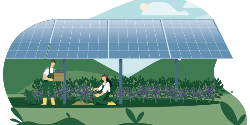 Agrowoltaika dla klimatu i bioróżnorodności: szanse, wyzwania i praktyka wdrożeń